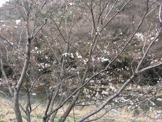 IMG_5294.JPG