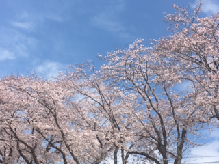 sakura201604.png